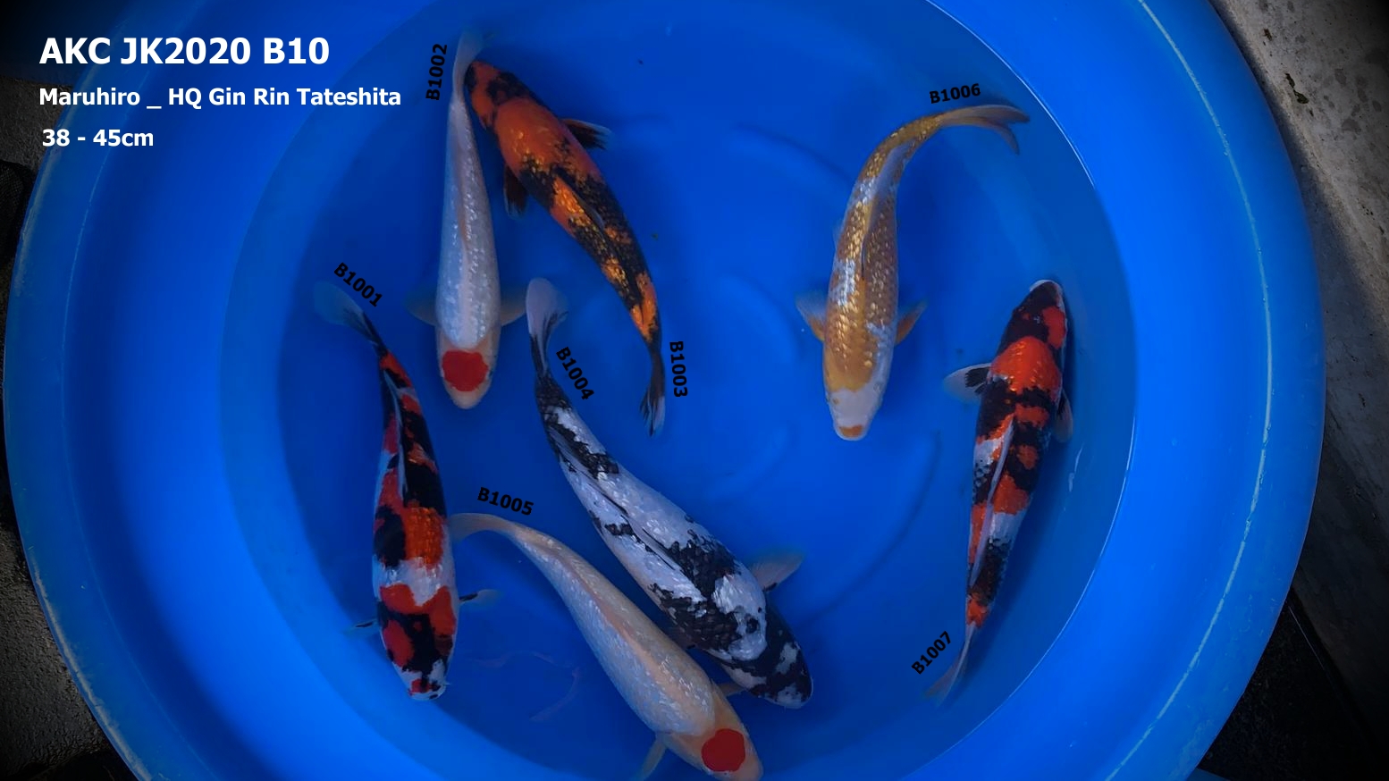 Japan KOI Import AKC 2020 B10